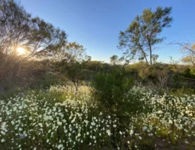 Venture through the lush forests, open meadows, and quiet trails, where you will find yourself in a botanical paradise. From Sept - Nov every year.